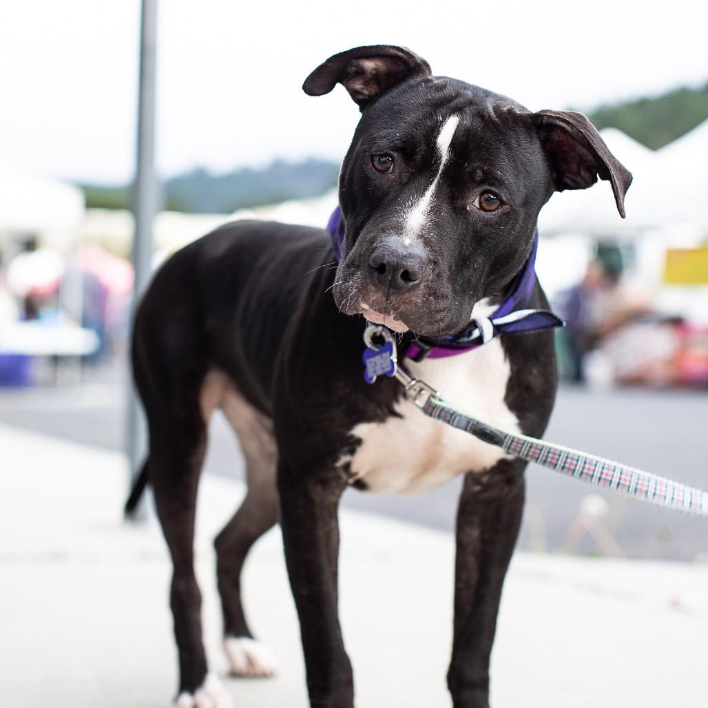 Enlarge Gizmo, a Adoptable American Staffordshire Terrier in Pacifica, CA image 2/4
