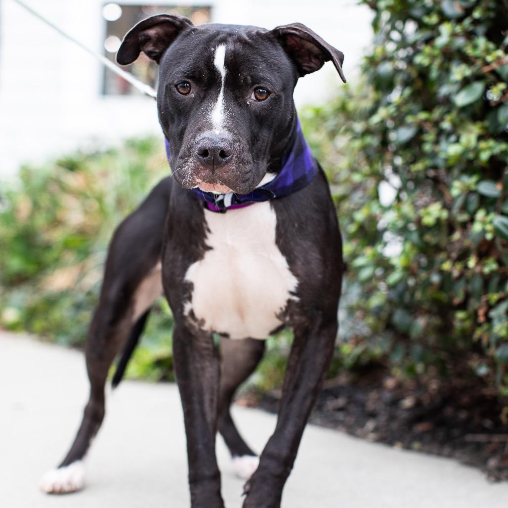 Enlarge Gizmo, a Adoptable American Staffordshire Terrier in Pacifica, CA image 3/4