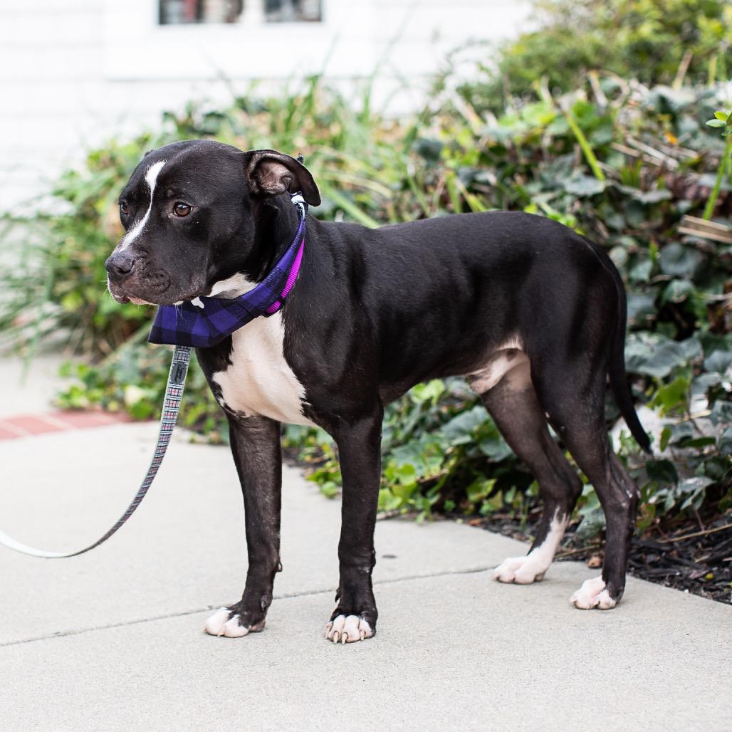 Enlarge Gizmo, a Adoptable American Staffordshire Terrier in Pacifica, CA image 4/4