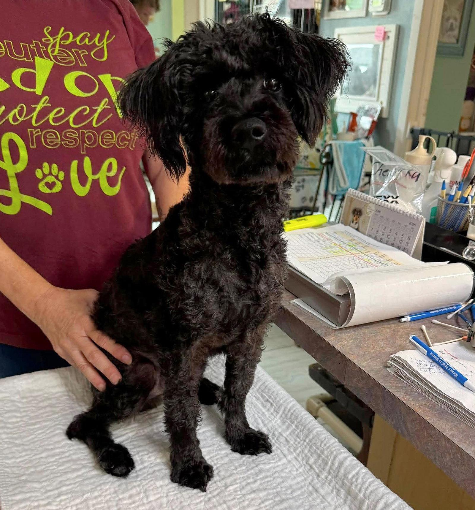 Robie (NOT YET AVAILABLE), Adoptable, Young Male Schnauzer & Poodle.
