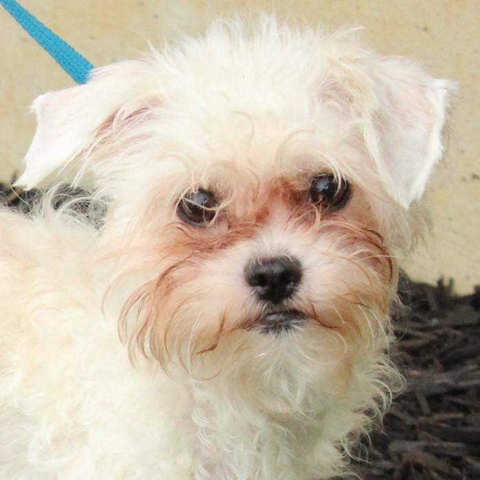 Enlarge Wynter, a Adopted mixed breed in Eaton, OH image 1/6