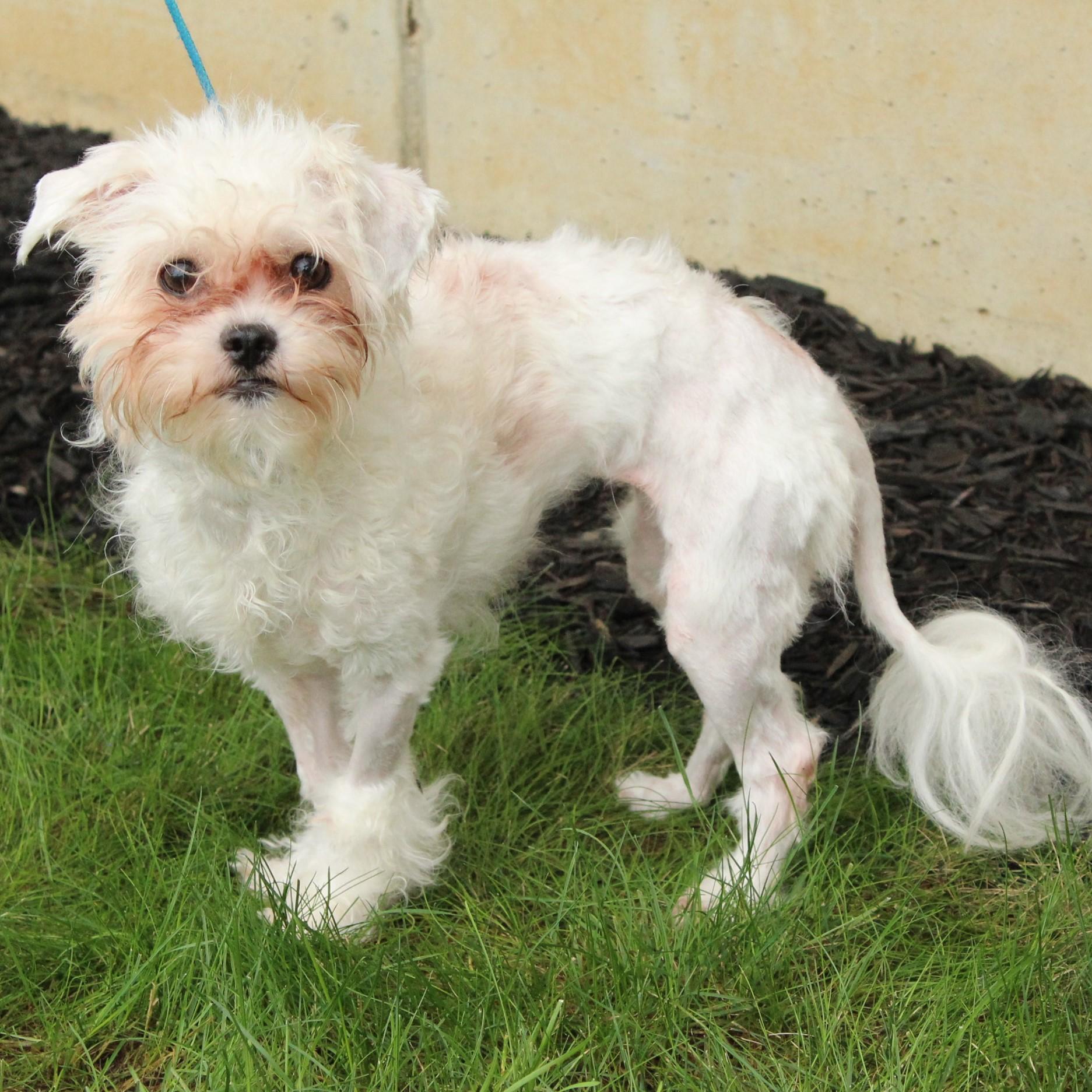 Enlarge Wynter, a Adopted mixed breed in Eaton, OH image 4/6