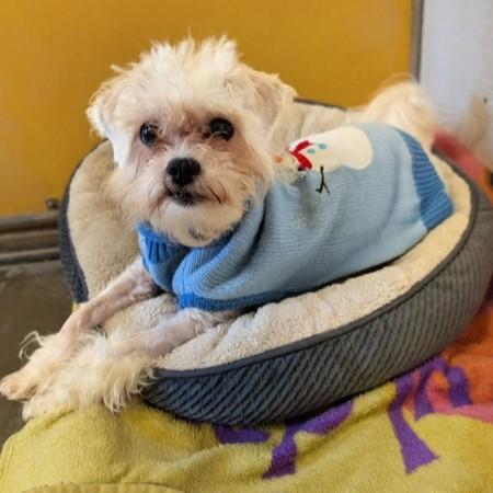 Enlarge Wynter, a Adopted mixed breed in Eaton, OH image 3/6