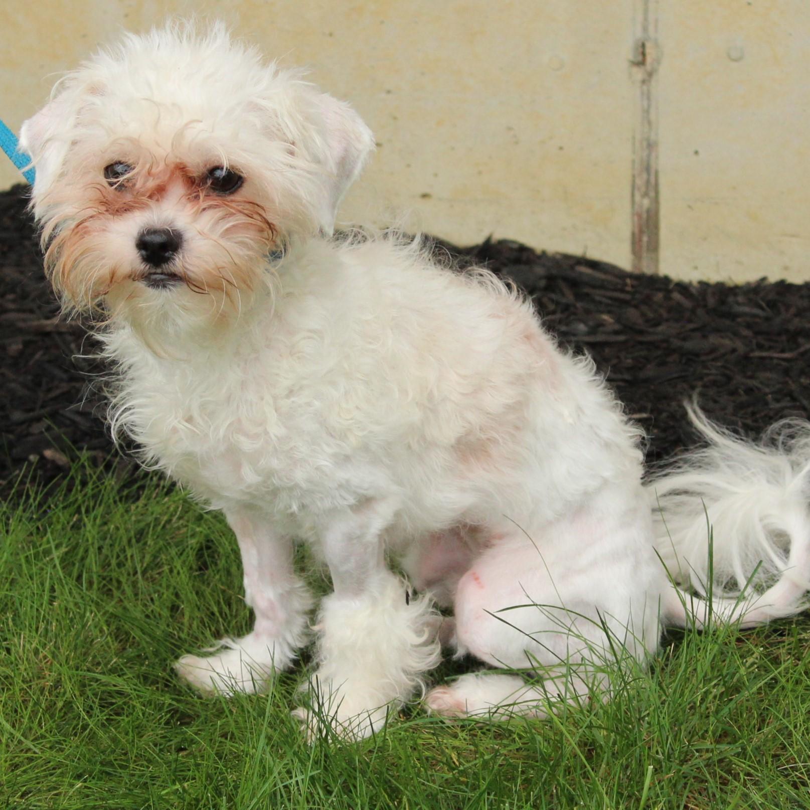 Enlarge Wynter, a Adopted mixed breed in Eaton, OH image 6/6