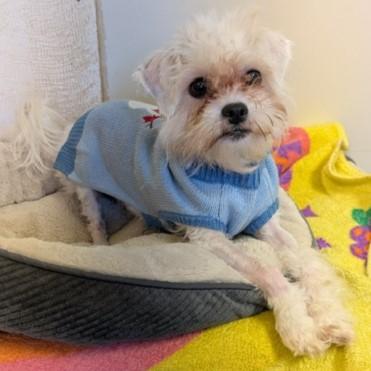 Enlarge Wynter, a Adopted mixed breed in Eaton, OH image 2/6