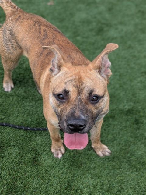 TIGER, Adoptable, Young Female Staffordshire Bull Terrier.