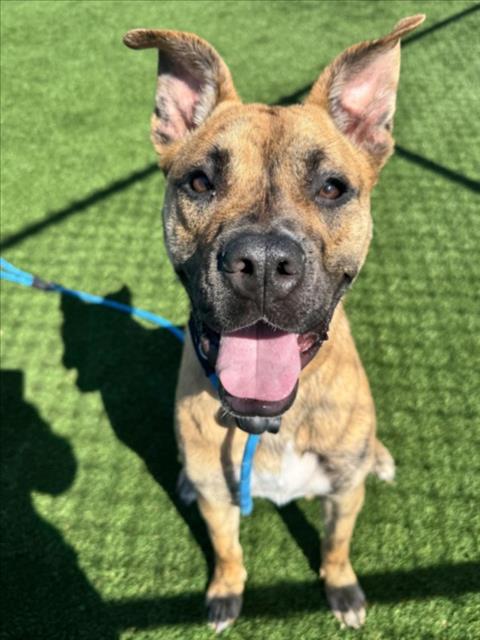 TIGER, Adoptable, Young Female Staffordshire Bull Terrier.