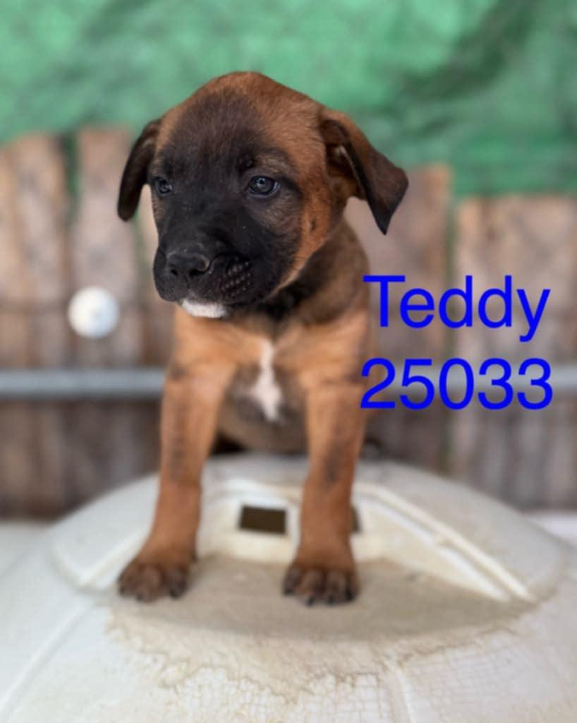 Teddy, Young Male unknown