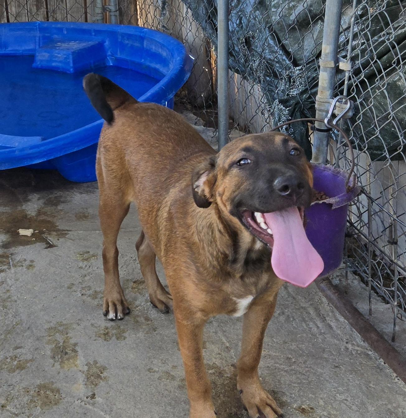Teddy, a Adoptable mixed breed in Mexia, TX image 1/3