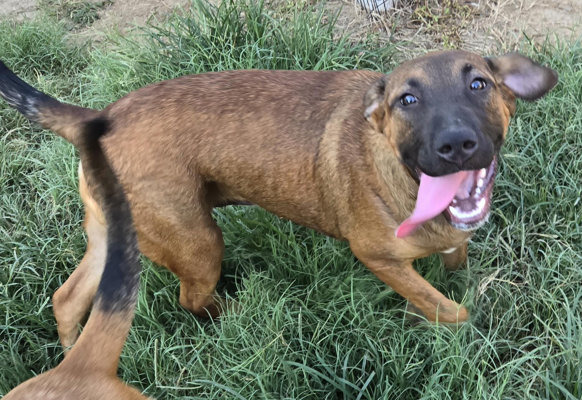 Teddy, a Adoptable mixed breed in Mexia, TX image 2/3