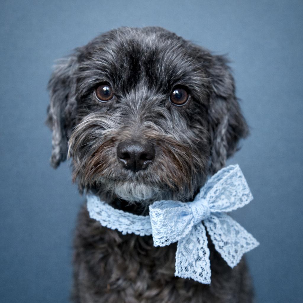 Eclaire - sweetest schnauzer girl, Adoptable, Adult Female Miniature Schnauzer.