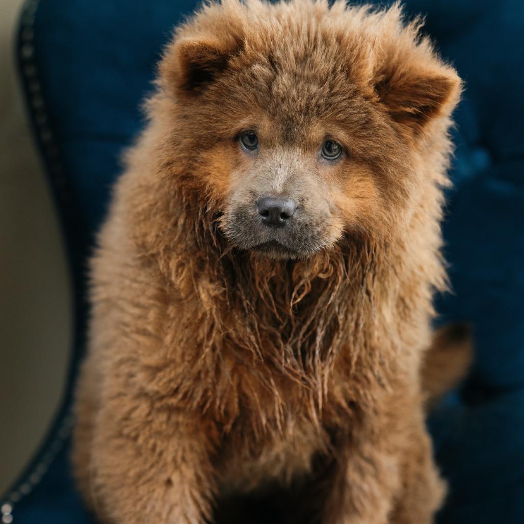 Frills, adopted, Puppy Female Chow Chow.