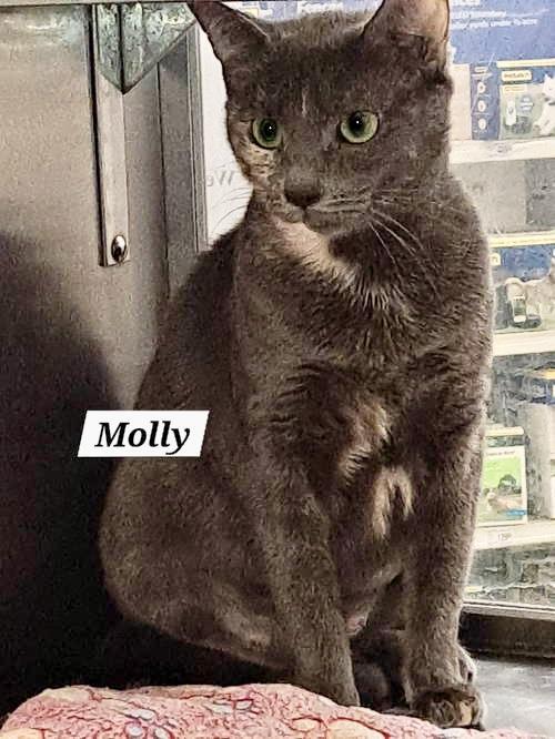 Molly (FCID# 10/23/2025 - 2 Brandywine PS) DC
