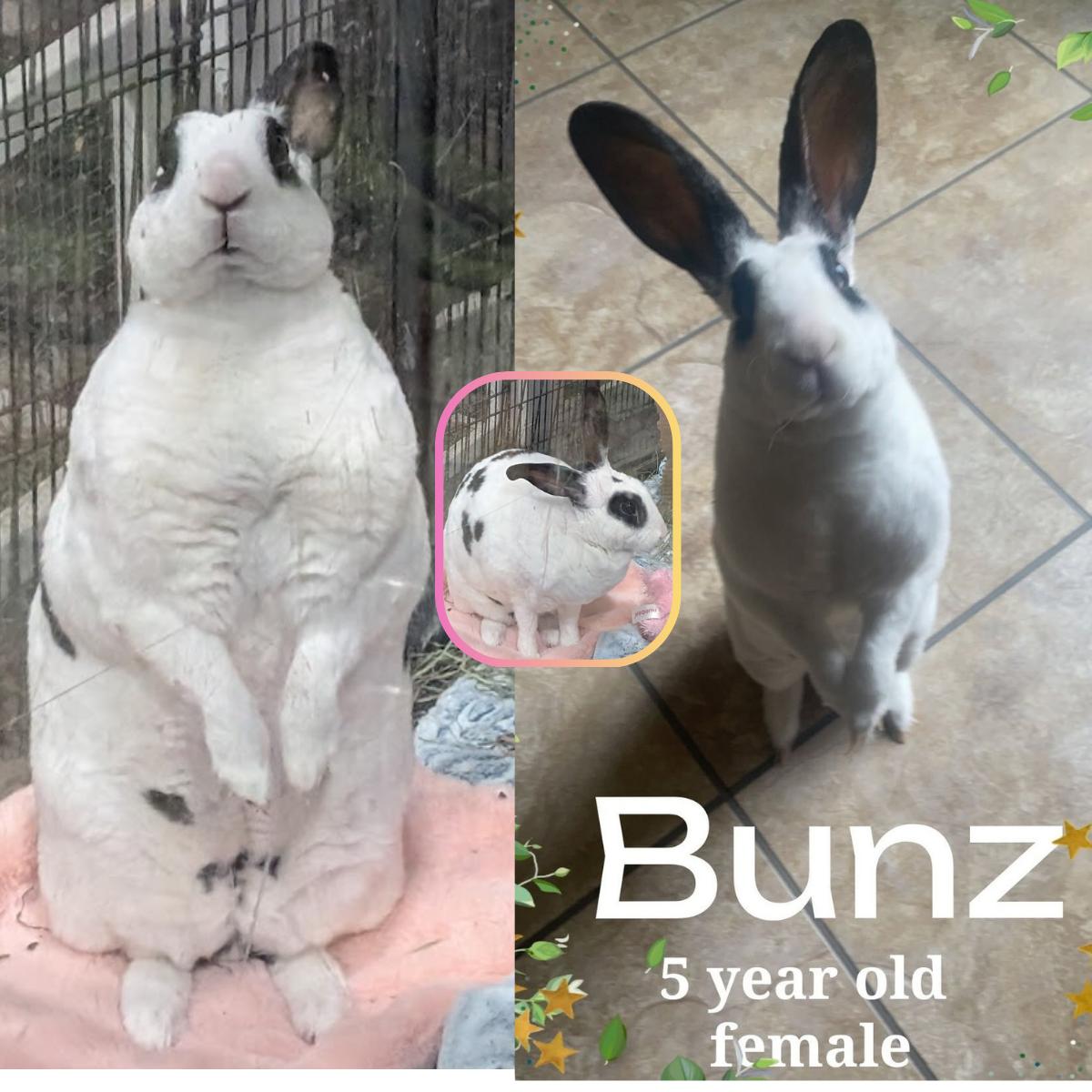 Enlarge Bunz, a Adoptable Bunny Rabbit in Idaho Falls, ID image 1/1