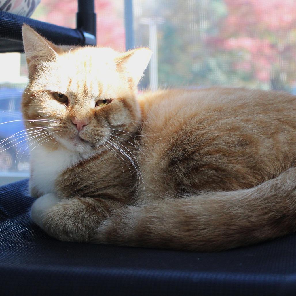 Enlarge Dancing Queen, a Adoptable mixed breed in Gloucester, VA image 1/2