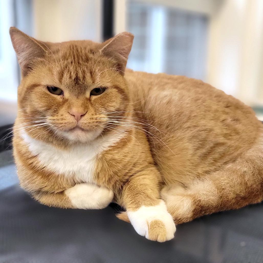 Enlarge Dancing Queen, a Adoptable mixed breed in Gloucester, VA image 2/2