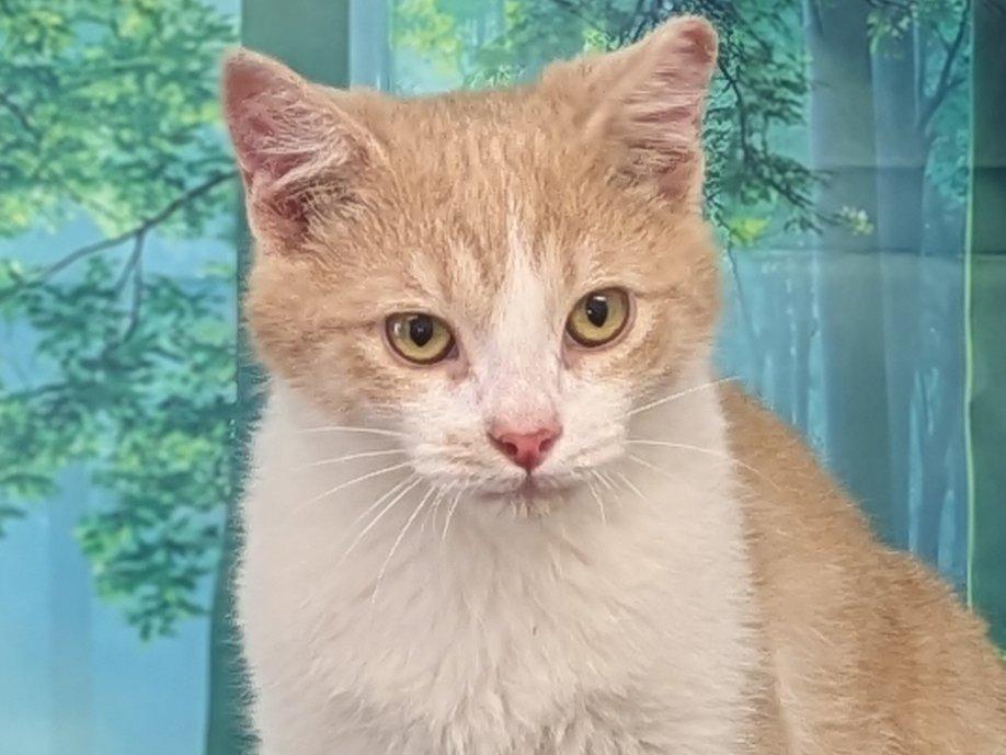 Toddy, adopted, Kitten Male Domestic Short Hair & Tabby.