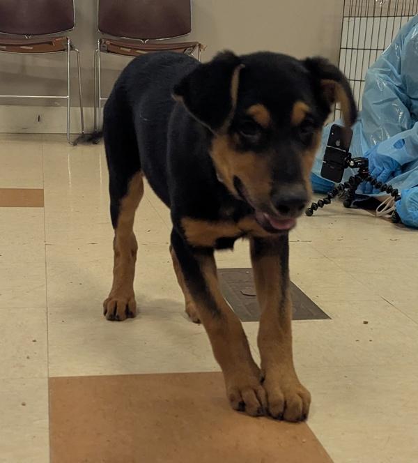Chevy, Adoptable, Puppy Male German Shepherd Dog & Doberman Pinscher.