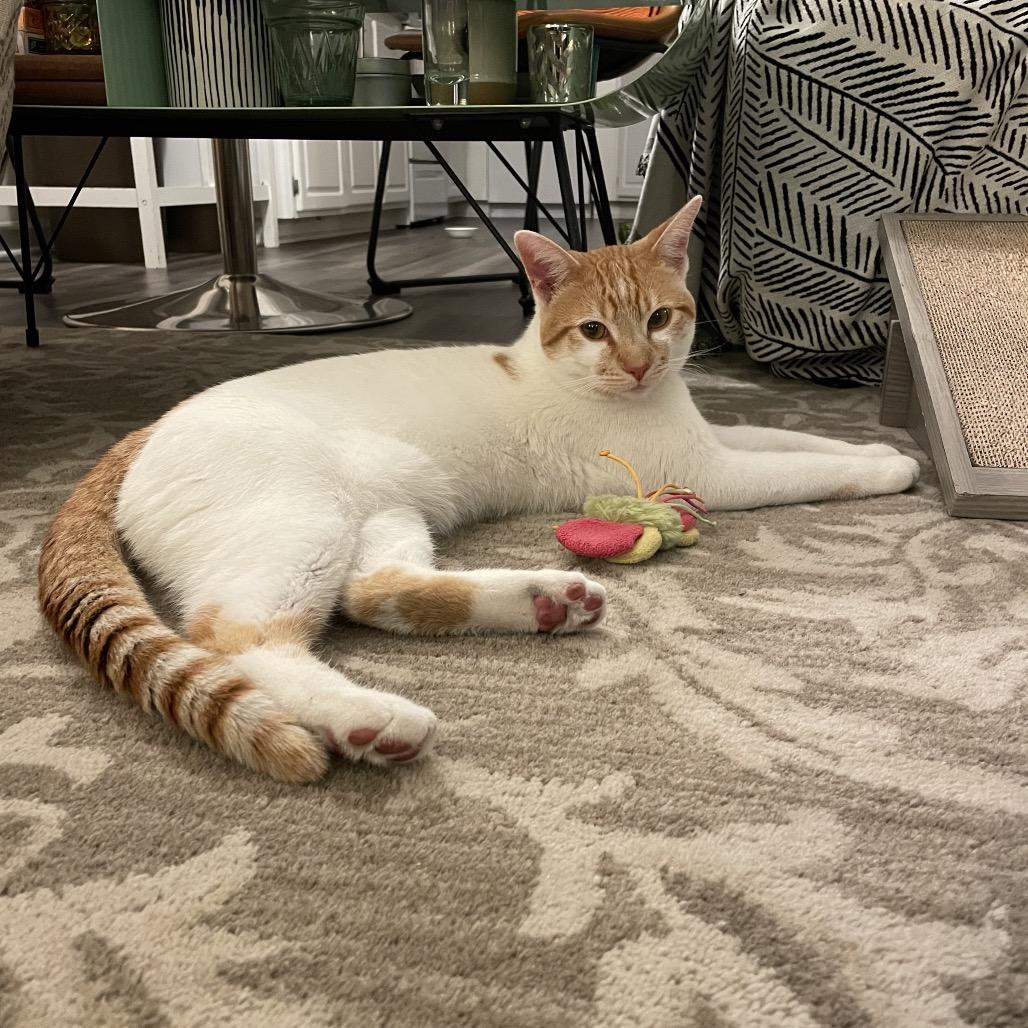 Royal, a Adoptable Domestic Medium Hair in Oceanside, CA image 1/6