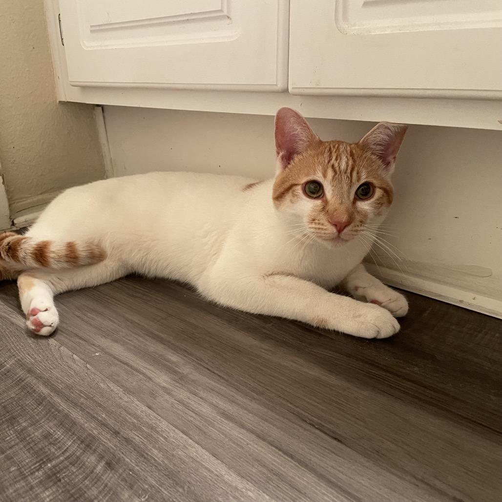 Royal, a Adoptable Domestic Medium Hair in Oceanside, CA image 2/6