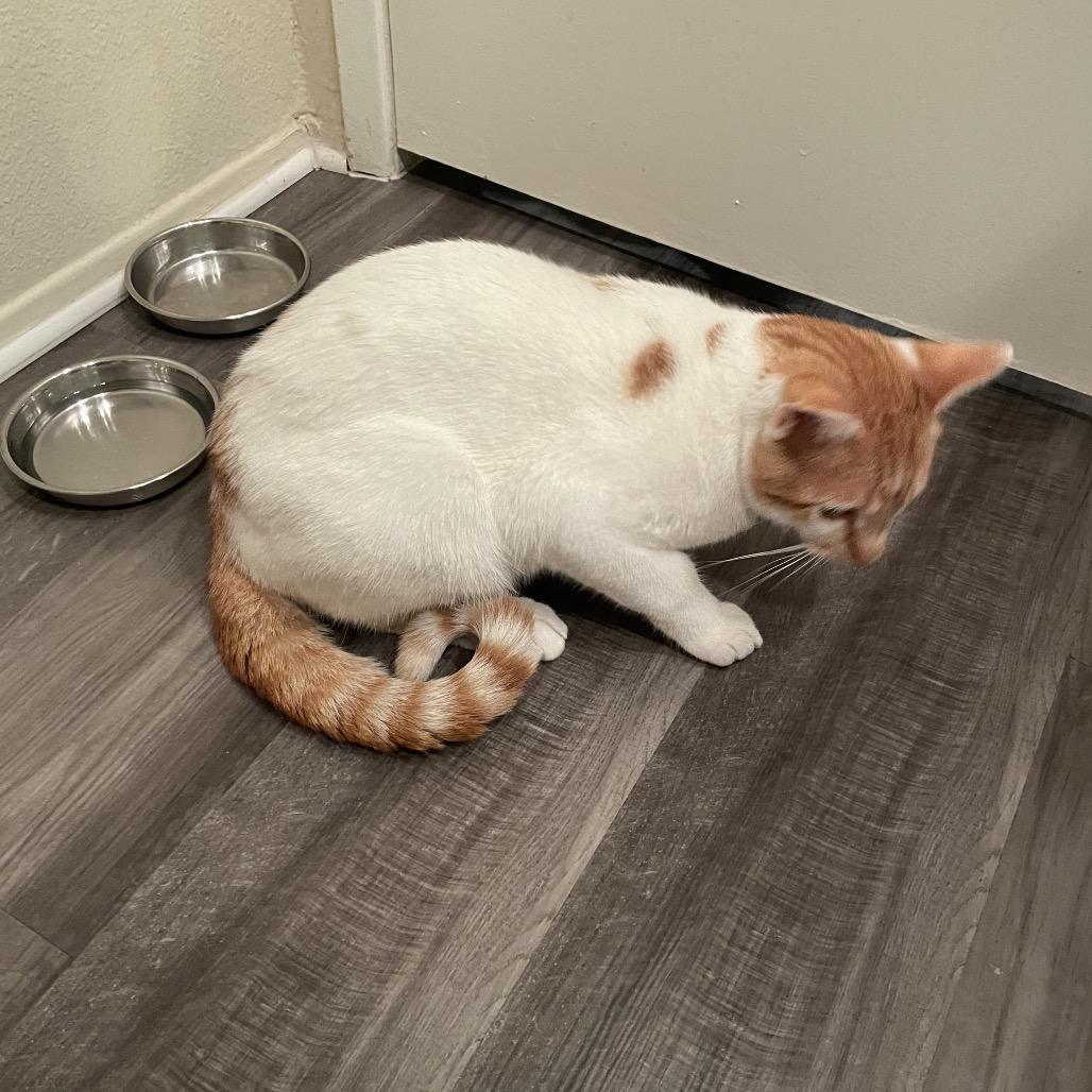 Royal, a Adoptable Domestic Medium Hair in Oceanside, CA image 4/6