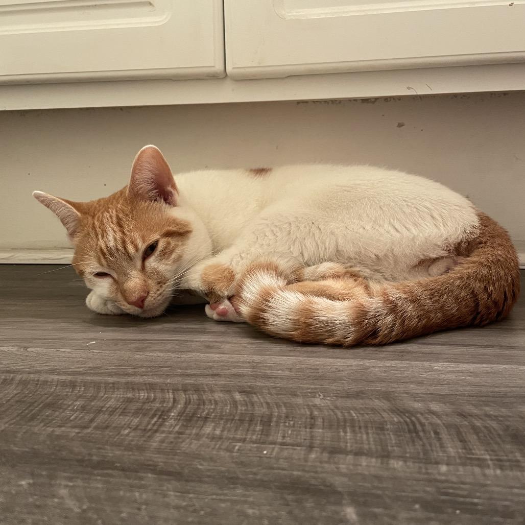 Royal, a Adoptable Domestic Medium Hair in Oceanside, CA image 6/6