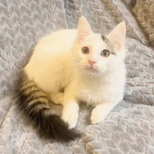 Enlarge Noel, a Adopted Domestic Medium Hair in Boston, MA image 1/6