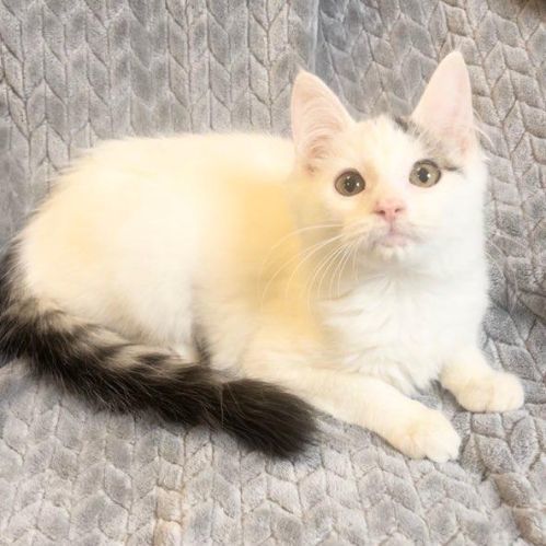 Enlarge Noel, a Adopted Domestic Medium Hair in Boston, MA image 2/6