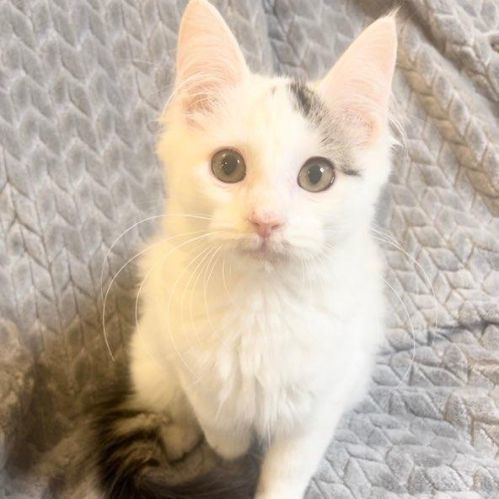 Enlarge Noel, a Adopted Domestic Medium Hair in Boston, MA image 3/6