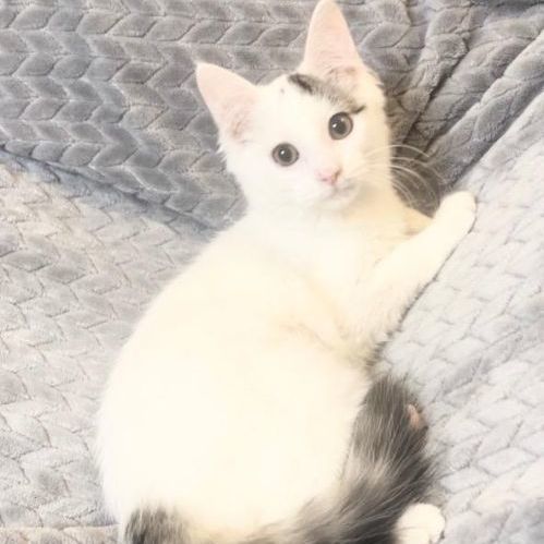 Enlarge Noel, a Adopted Domestic Medium Hair in Boston, MA image 4/6