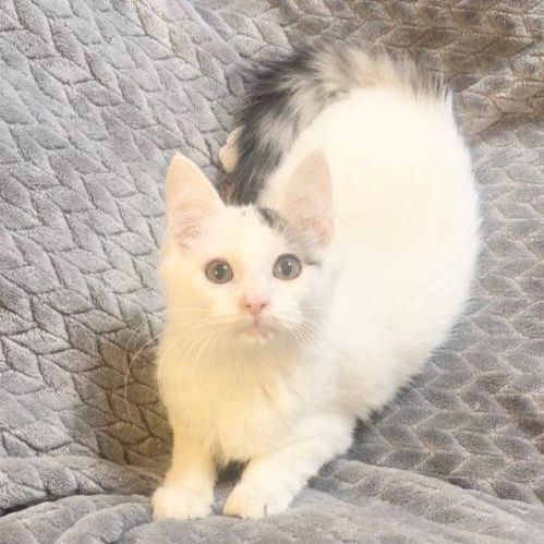 Enlarge Noel, a Adopted Domestic Medium Hair in Boston, MA image 5/6