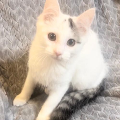 Enlarge Noel, a Adopted Domestic Medium Hair in Boston, MA image 6/6