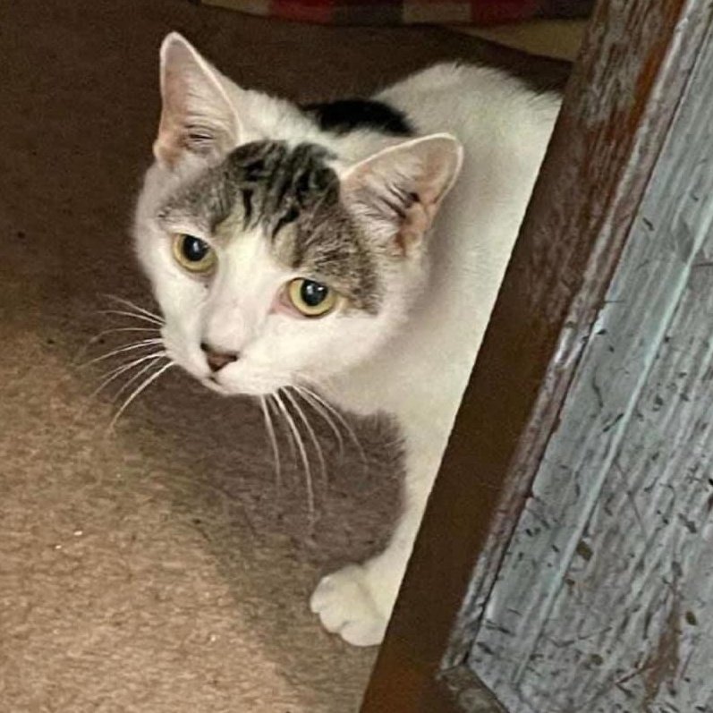 Angel and Pickles  (courtesy post, bonded pair, EM)