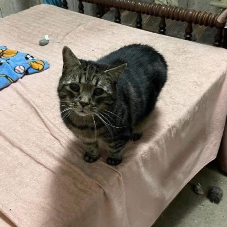 Enlarge Angel and Pickles  (courtesy post, bonded pair, EM), a Adoptable Domestic Short Hair in Huddleston, VA image 2/2