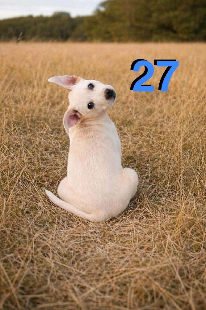 Enlarge Narwhal, a Adoptable mixed breed in New Baltimore, MI image 1/1