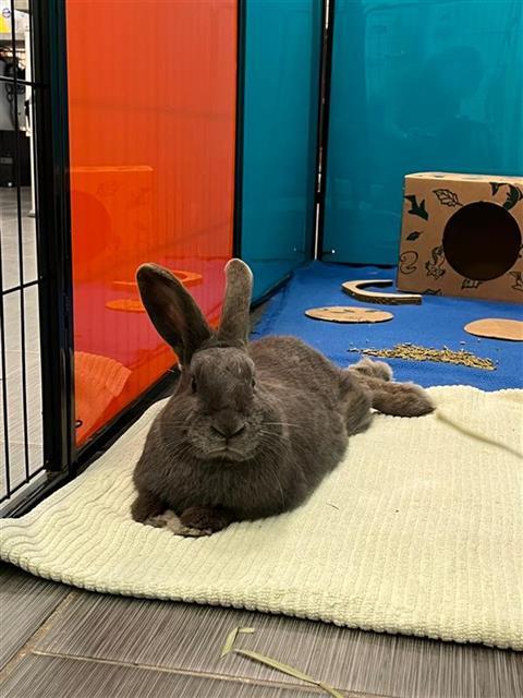Enlarge SHANE, a Adoptable Mini Rex in Alameda, CA image 1/1