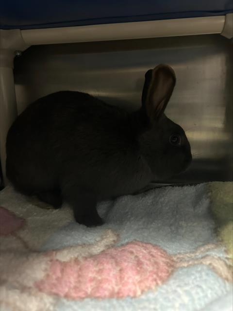 SHANE, Adoptable, Young Male Mini Rex.