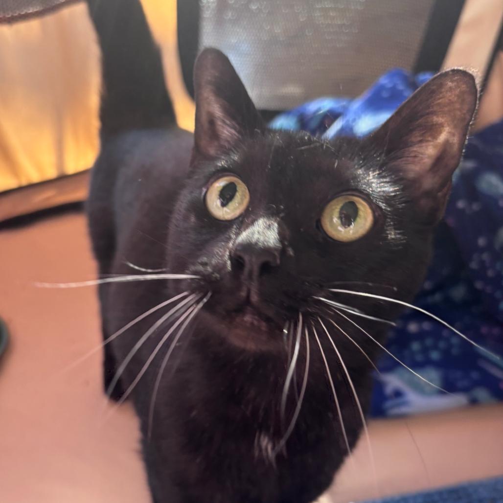 Kafifi, Adoptable, Adult Female Domestic Short Hair.