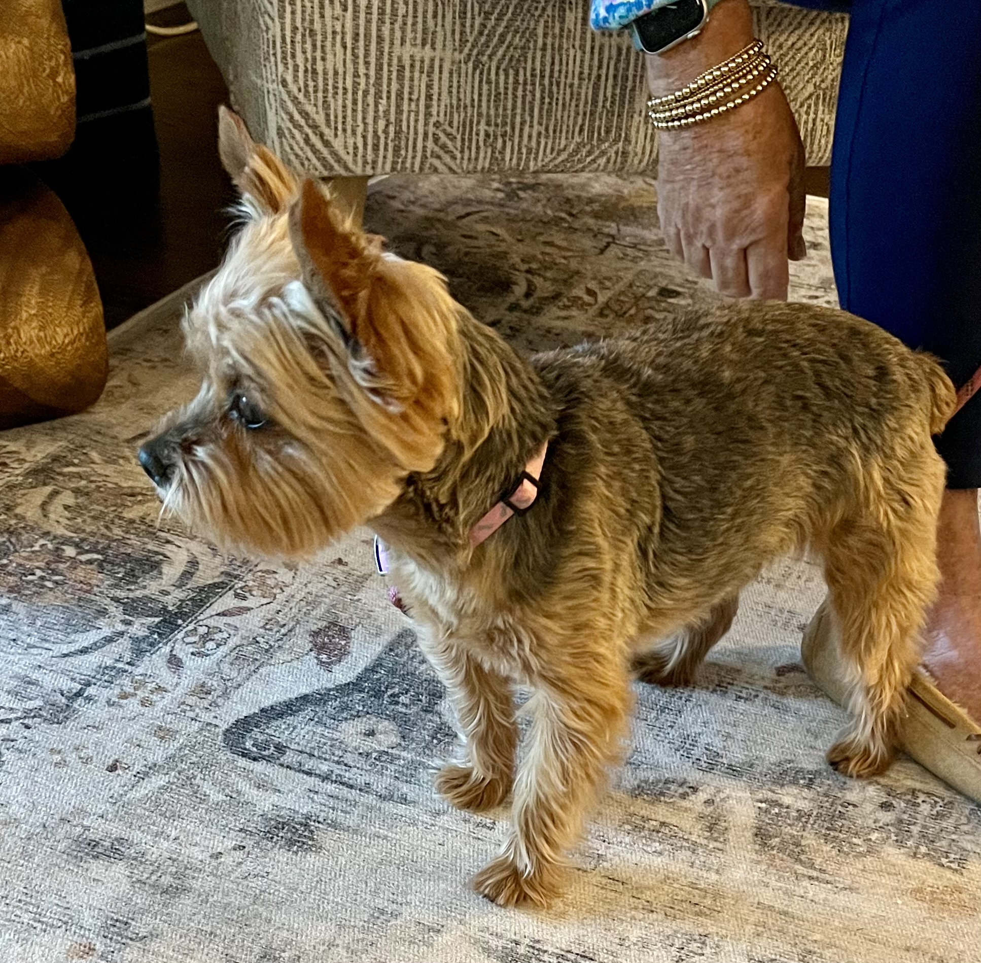 Ziti, Adopted, Adult Female Yorkshire Terrier.