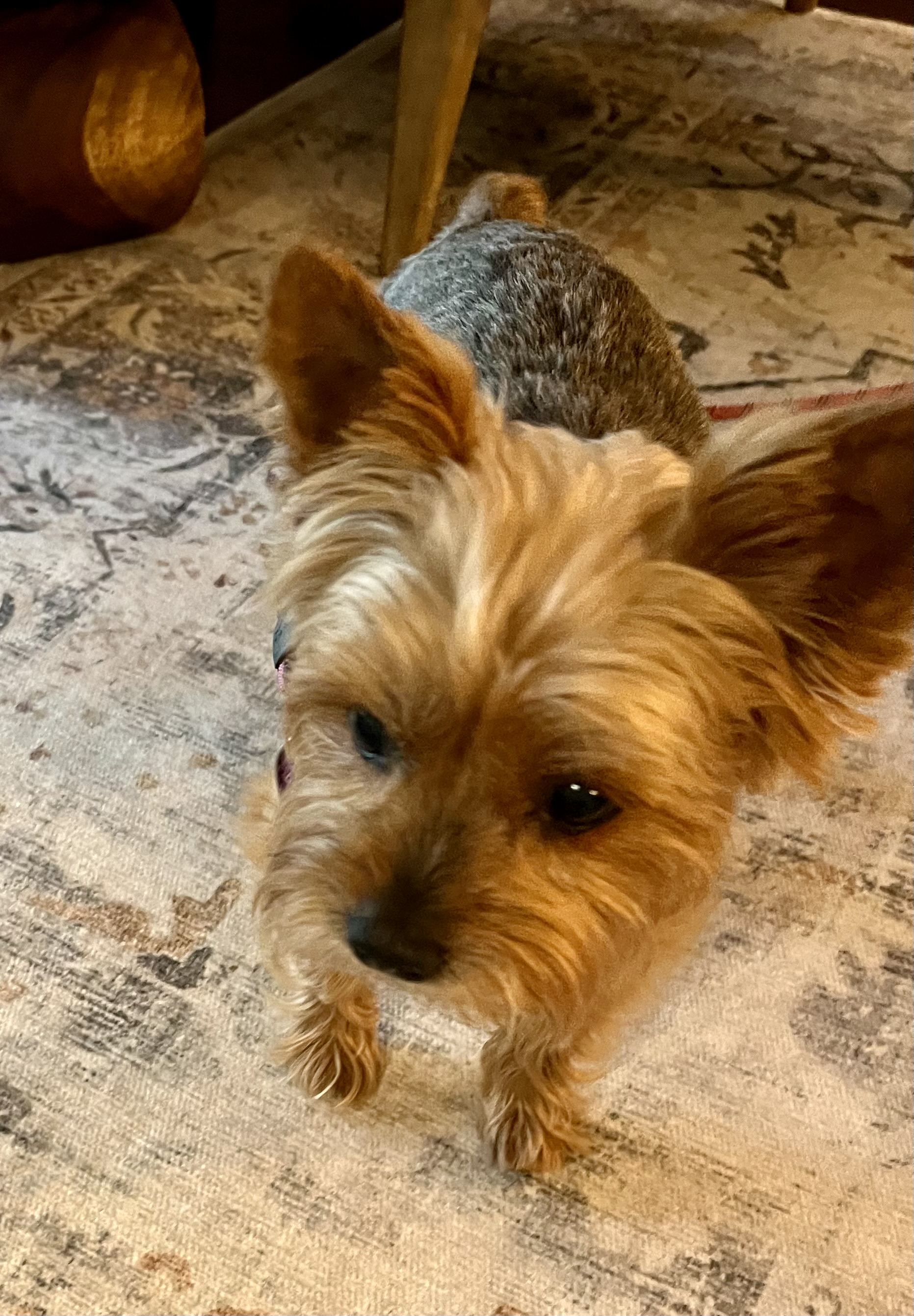 Ziti, a Adopted Yorkshire Terrier in Merchantville, NJ image 2/3