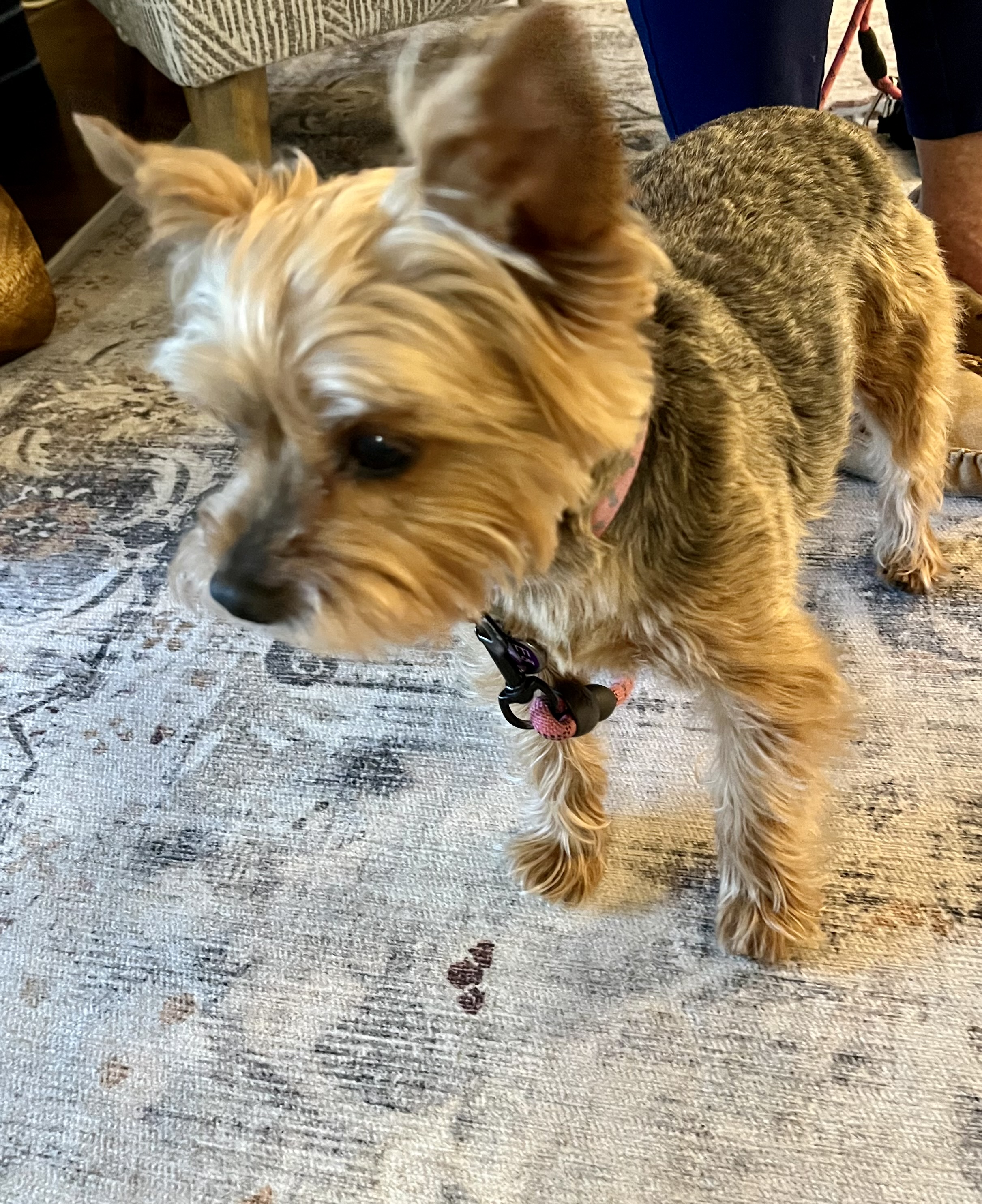 Ziti, a Adopted Yorkshire Terrier in Merchantville, NJ image 3/3