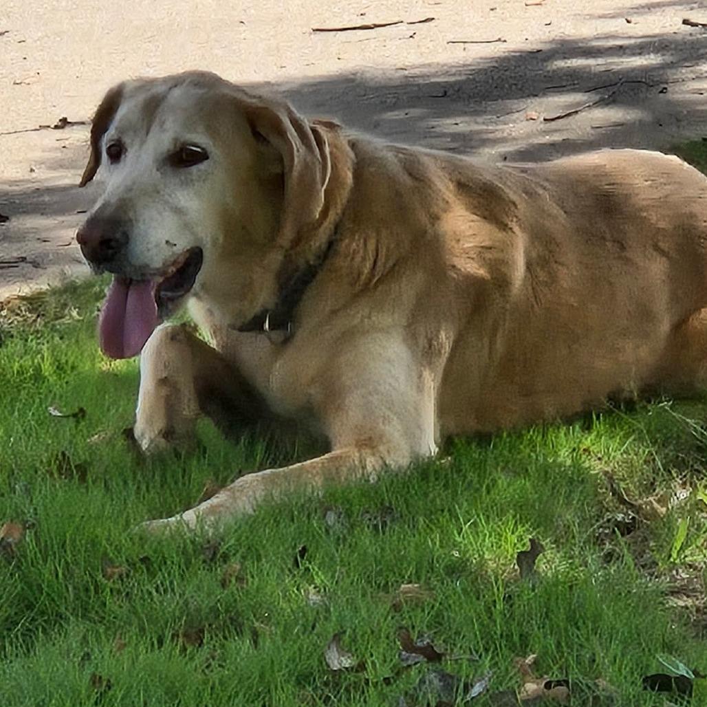 Enlarge Mackie, a Adoptable Golden Retriever in LaGrange, GA image 1/3