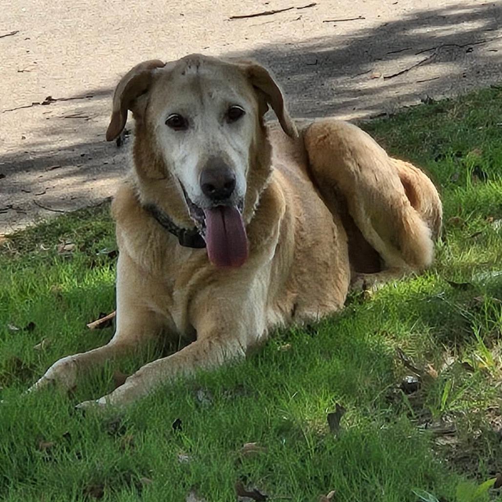 Enlarge Mackie, a Adoptable Golden Retriever in LaGrange, GA image 2/3