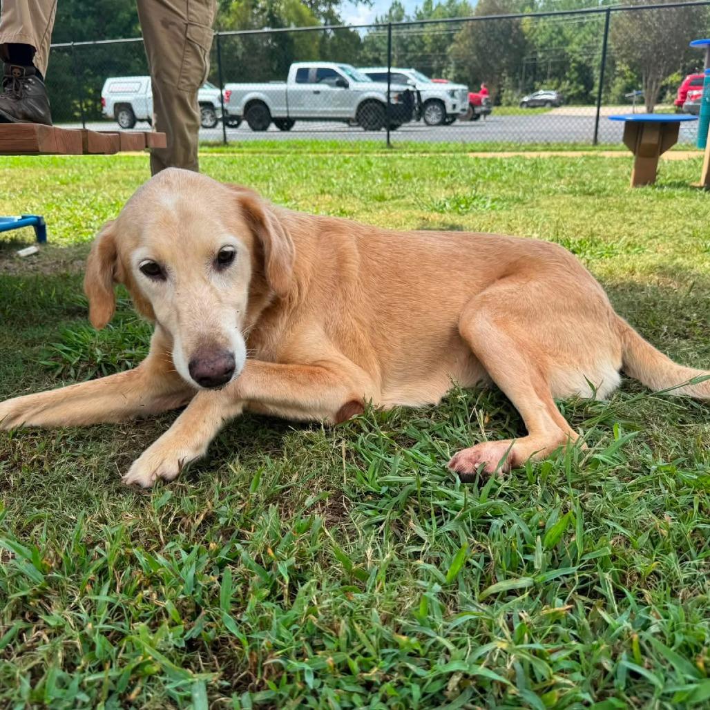 Enlarge Mackie, a Adoptable Golden Retriever in LaGrange, GA image 3/3
