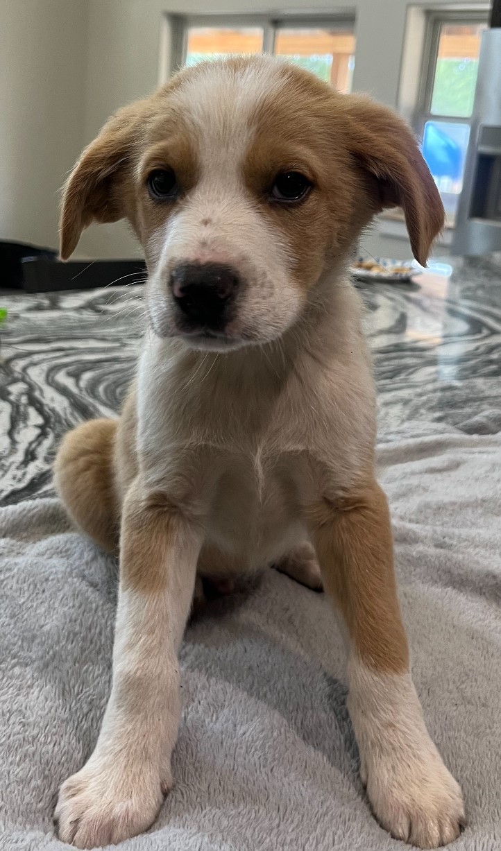 Enlarge Todd, a Adopted mixed breed in Tecumseh, OK image 1/1