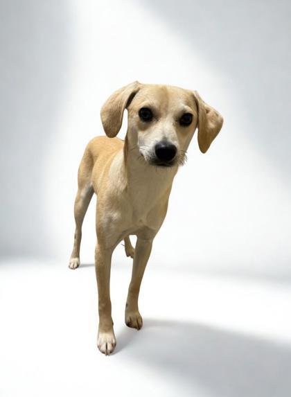 Zip, Young Male Dachshund
