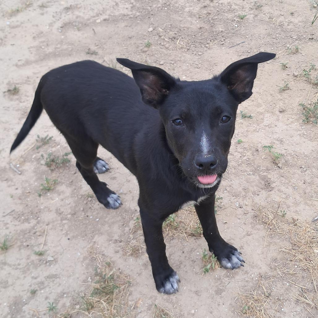 Arly (Arlington) JuM