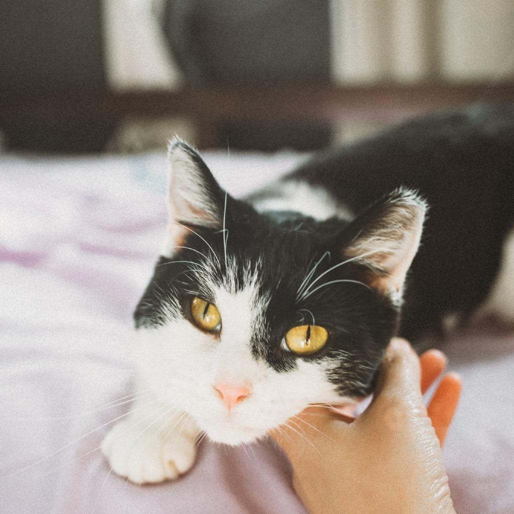 Comet Orr, Adoptable, Young Female Domestic Short Hair.