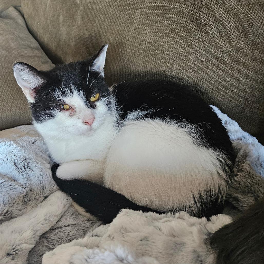 Enlarge Comet Orr, a Adoptable Domestic Short Hair in Eagle Mountain, UT image 2/6