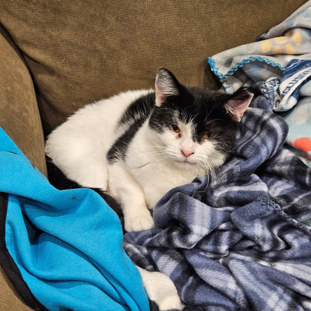 Enlarge Comet Orr, a Adoptable Domestic Short Hair in Eagle Mountain, UT image 4/6